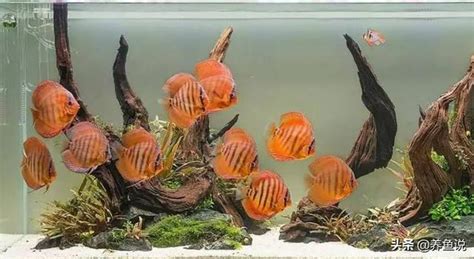 不要的魚缸怎麼辦|舊魚缸處理5大妙招